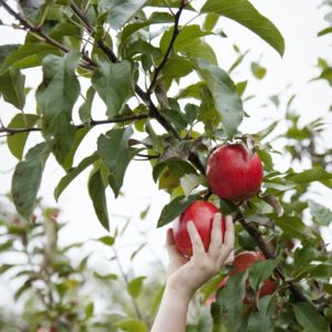 An apple tree with red round fruits, ready for picking.