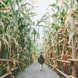 Boy Walking Through a Corn Maze