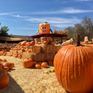 Pumpkin patch